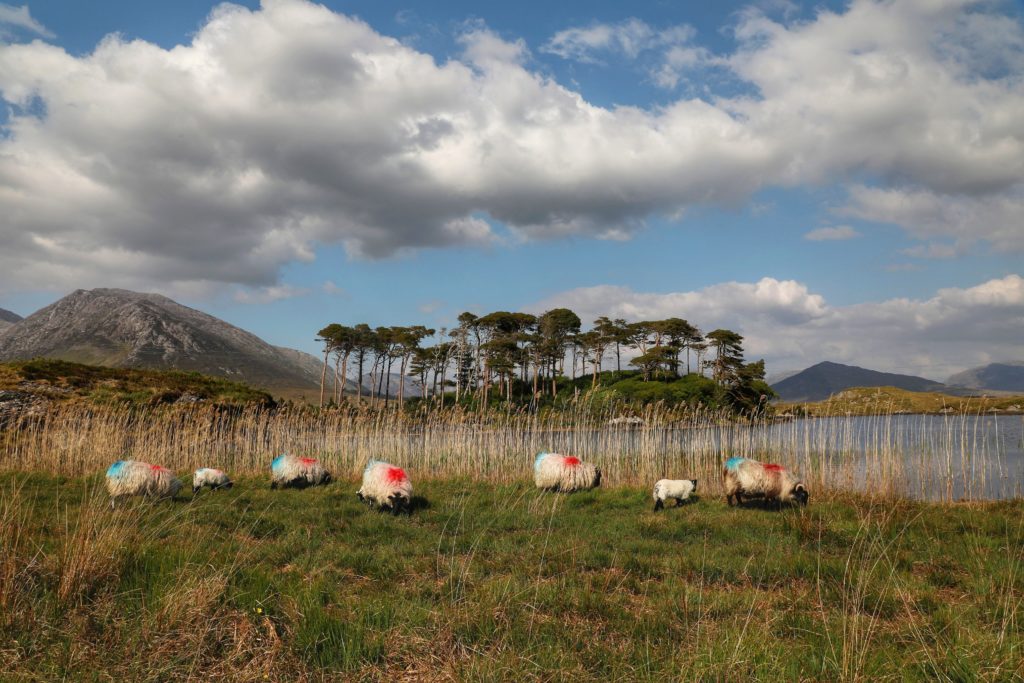 sheep in the field