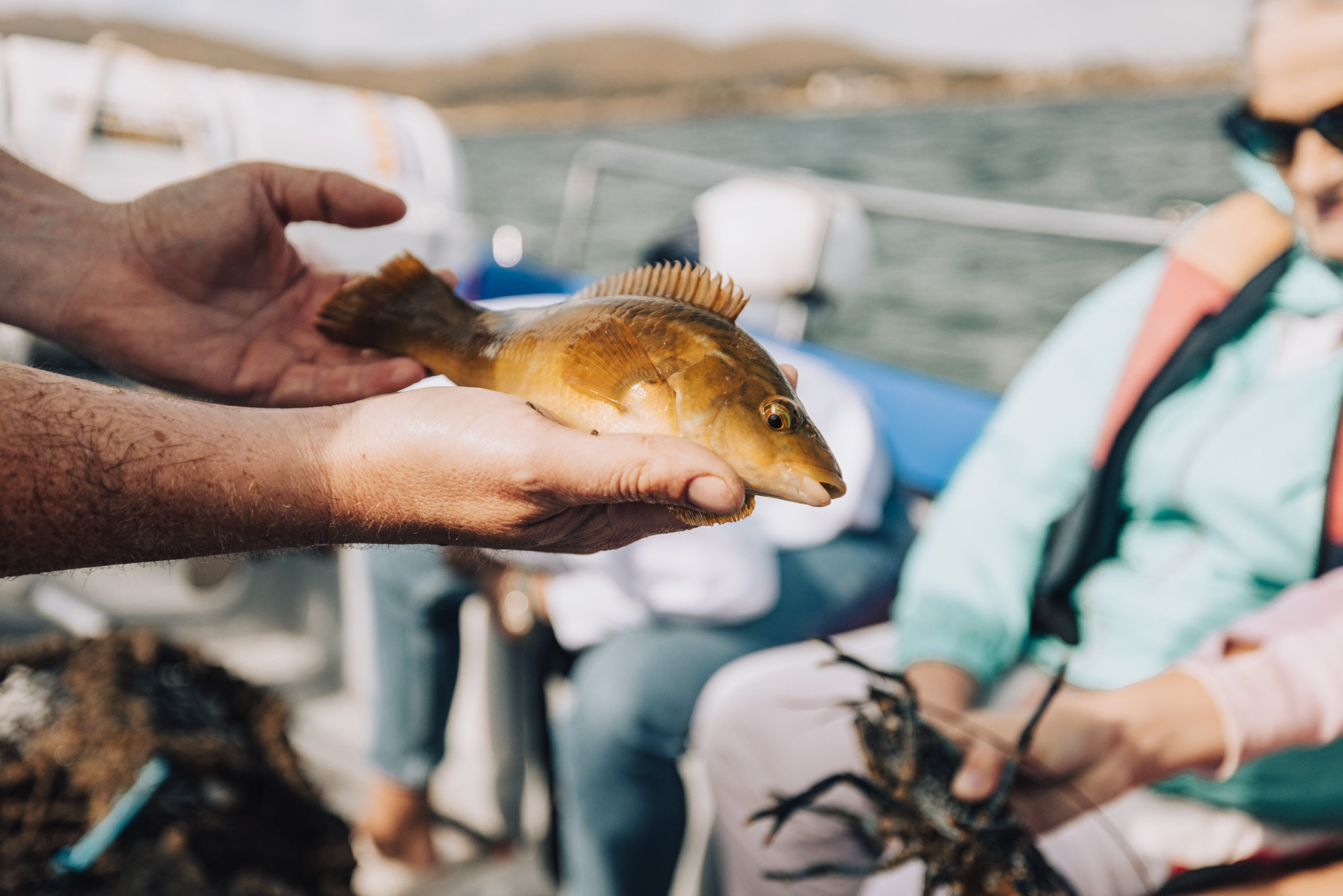 Connemara’s Hidden Treasures: A Foodie’s Guide to Oysters, Mussels, and Whiskey